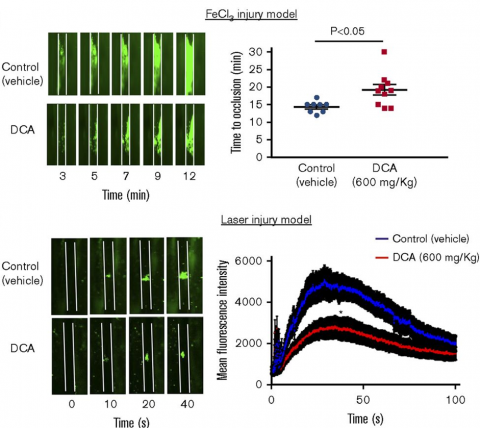 mouse models for arterial thrombosis